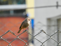 Pyrocephalus rubinus