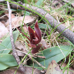 Chiloglottis grammata