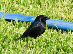 Molothrus bonariensis