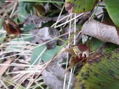 Chiloglottis triceratops