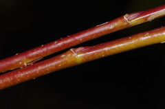 Salix lutea