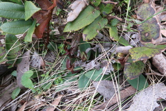 Chiloglottis triceratops