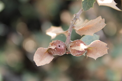 Andricus reticulatus