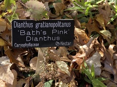 Dianthus gratianopolitanus