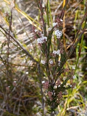 Leucopogon collinus