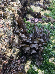 Mazzaella laminarioides