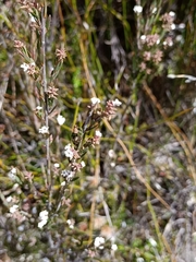 Leucopogon collinus