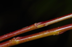 Salix lutea
