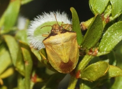 Dendrocoris contaminatus