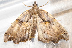 Chalastra pellurgata