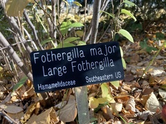 Fothergilla major