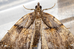 Chalastra pellurgata