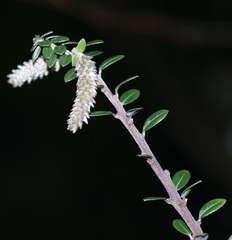 Salix variegata