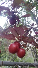 Prunus cerasifera pissardii