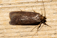 Phaeosaces apocrypta