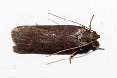 Phaeosaces apocrypta