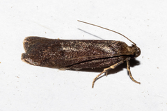 Phaeosaces apocrypta