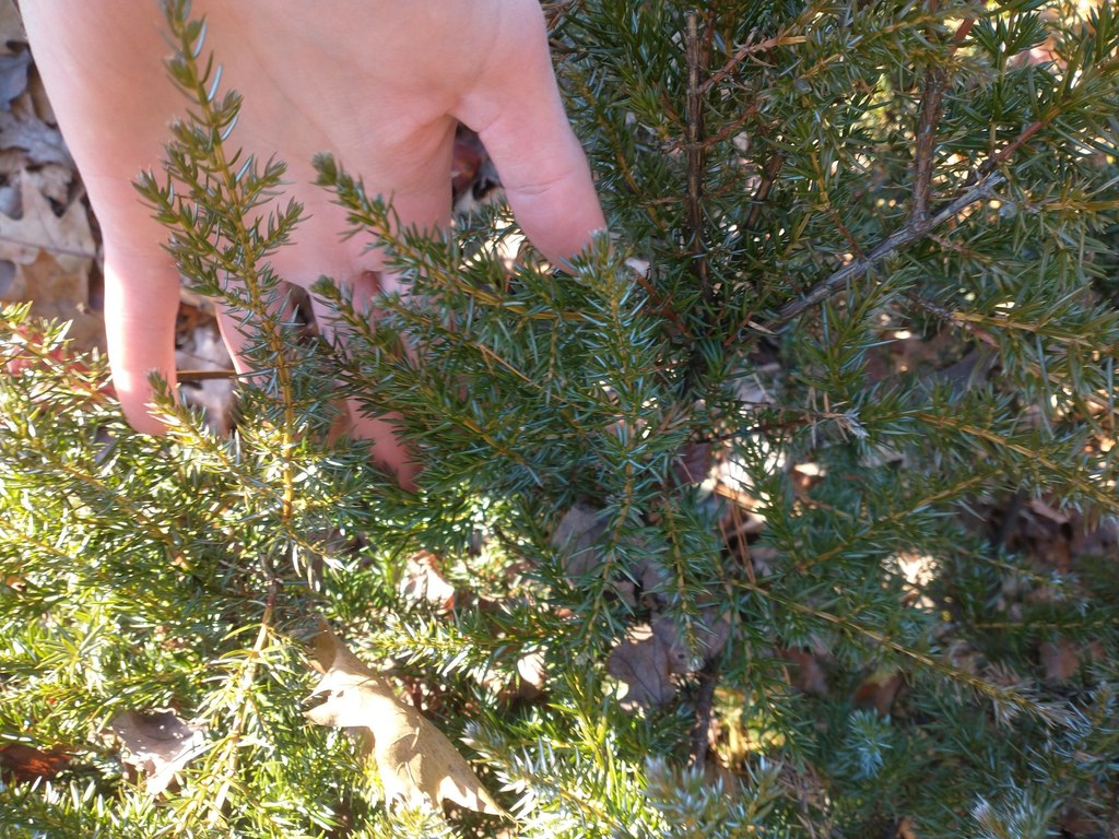 common juniper from Belchertown, MA 01007, USA on November 23, 2021 at ...