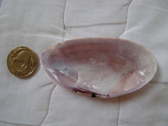 Gari convexa