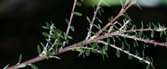 Salix variegata
