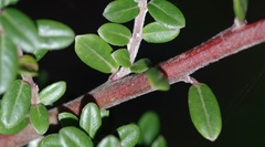 Salix variegata