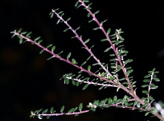Salix variegata
