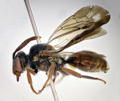 Nomada panurgina