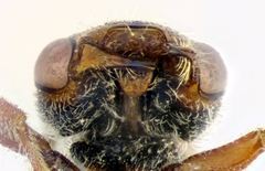 Nomada panurgina