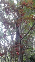 Prunus cerasifera pissardii