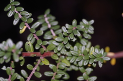 Salix variegata