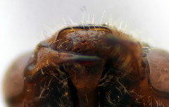 Nomada panurgina