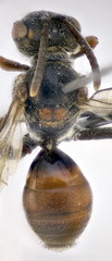 Nomada panurgina