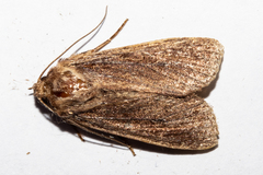 Ichneutica infensa