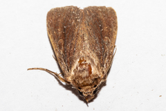 Ichneutica infensa