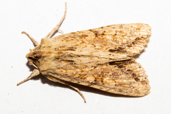 Ichneutica mollis