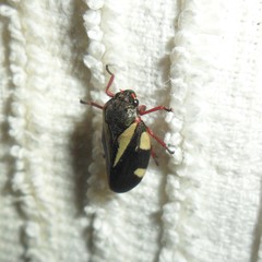 Deois pseudoflavopicta