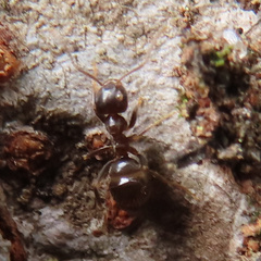 Lasius