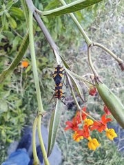 Oncopeltus cingulifer