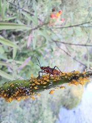 Oncopeltus cingulifer