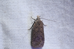 Dichomeris ventrellus