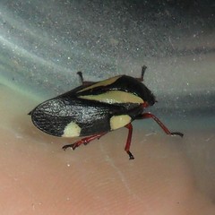 Deois pseudoflavopicta