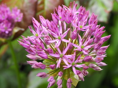 Allium aflatunense