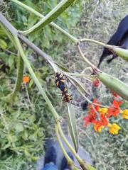 Oncopeltus cingulifer