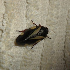 Deois pseudoflavopicta