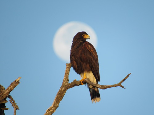 Harris's Hawk, photo 7 of 8