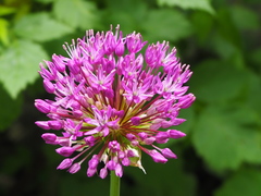 Allium aflatunense