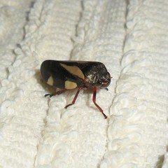 Deois pseudoflavopicta