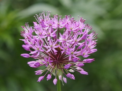 Allium aflatunense