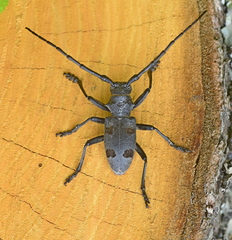 Morimus funereus