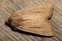 Ichneutica epiastra